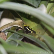 Ameerega trivittatus