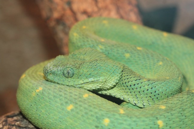Three year old Atheris Chlorechis doe is starting to look like an adult  now. : r/snakes