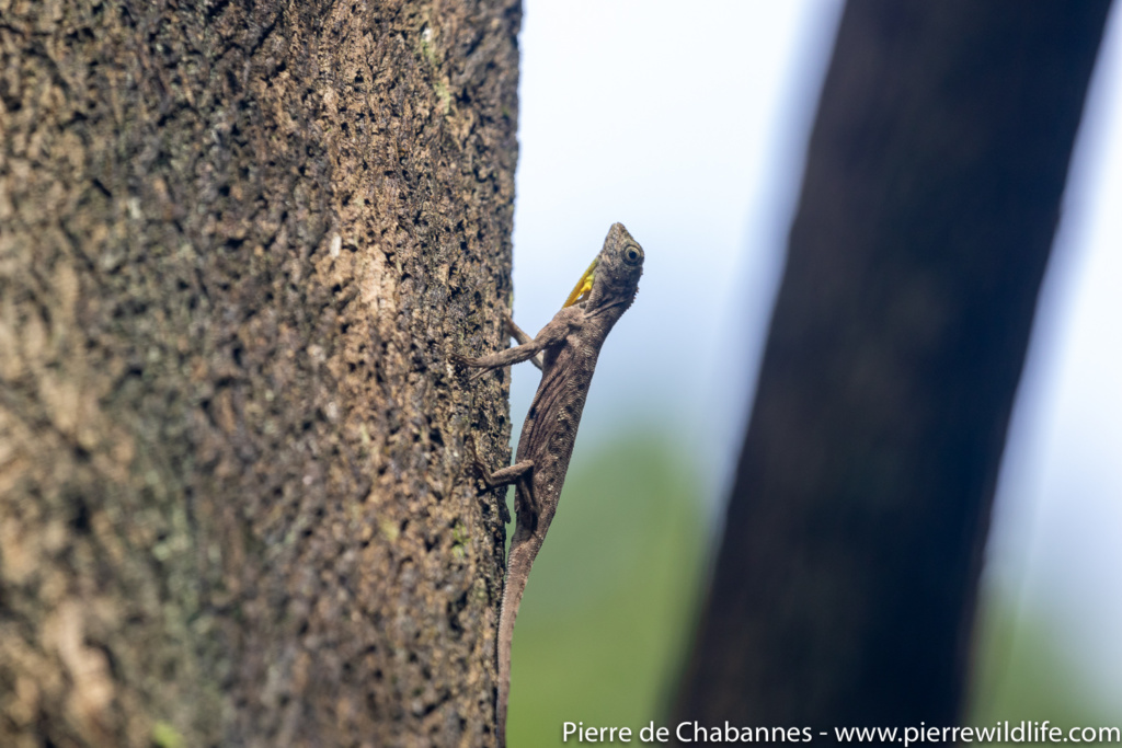 A 'mystery monkey' in Borneo may be a rare, worrisome hybrid