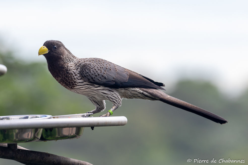 Western plantain-eater (Crinifer piscator)