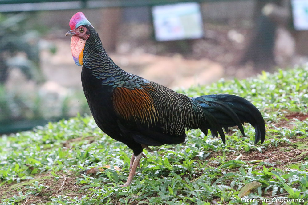 Green junglefowl (Gallus varius)