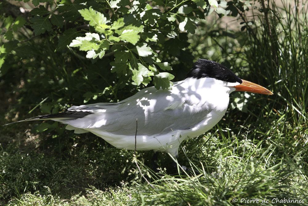 Caspian tern (Hydroprogne caspia)