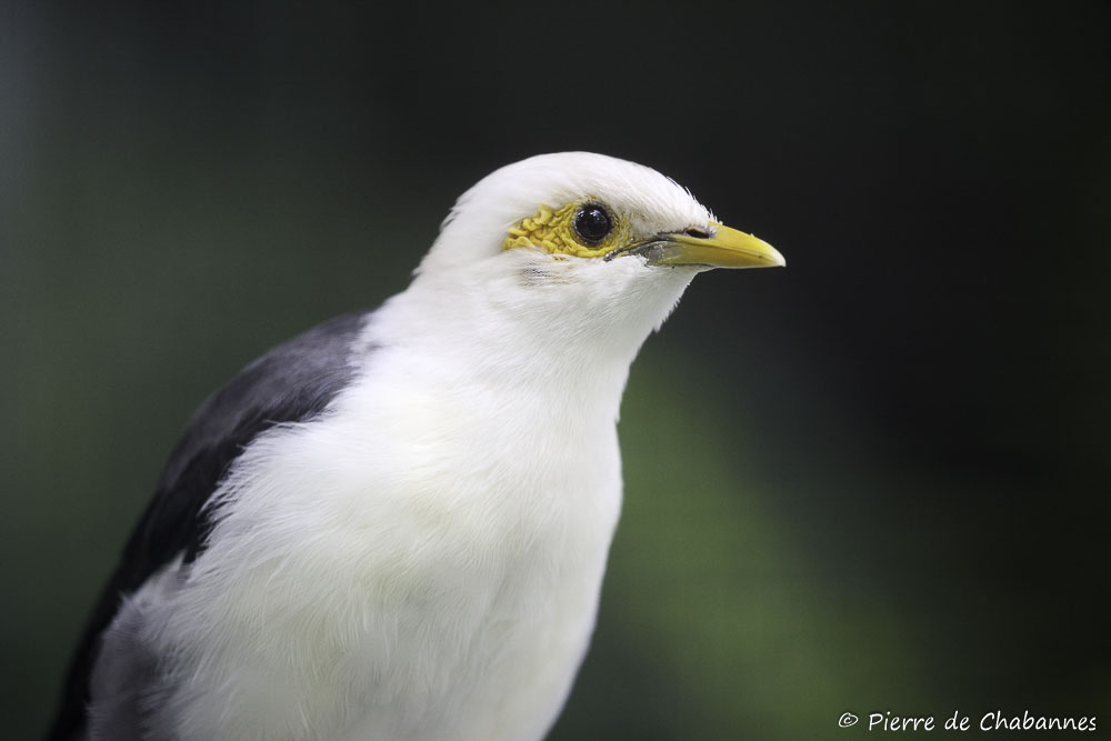Black-winged starling (Acridotheres melanopterus tricolor)