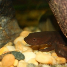 Pachytritongranulosus