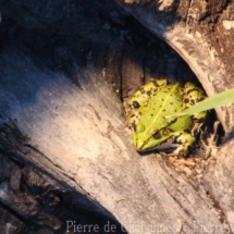 Pelophylaxridibundus