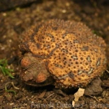Peltophryneempusa
