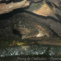 Peltophrynepeltocephala