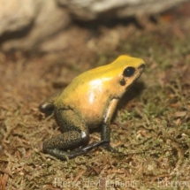 Phyllobatesterribilis