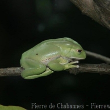Phyllomedusaboliviana