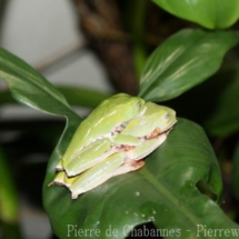 Callimedusa tomopterna