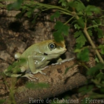 Phyllomedusa sauvagii