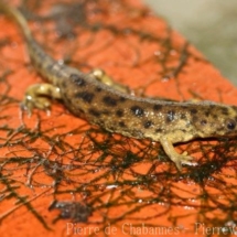 Pleurodeles nebulosus