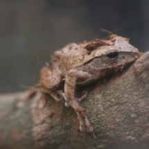 Polypedates braueri