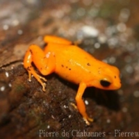 Amphibians (1)