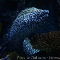 Anguilliformes (2)