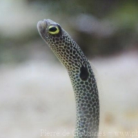 Anguilliformes (3)