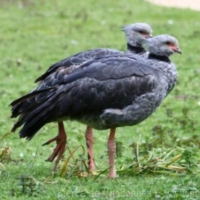 Anseriformes (1)