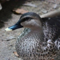 Anseriformes (2)