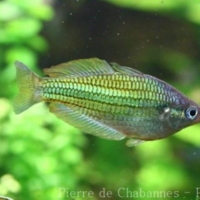 Atheriniformes (1)