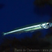 Atheriniformes (2)