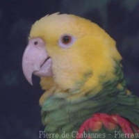 Birds (1)