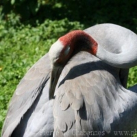 Birds (11)