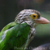 Birds (13)