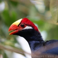 Birds (14)