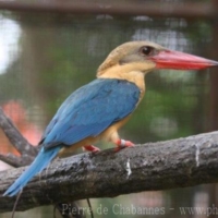 Birds (15)