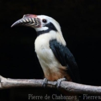 Birds (16)