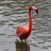 Birds (17)