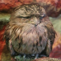 Birds (18)