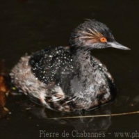 Birds (19)