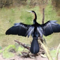 Birds (2)
