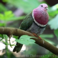 Birds (20)
