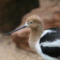Birds (21)