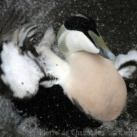 Birds (22)