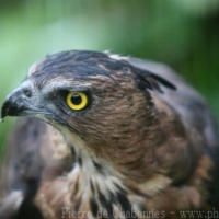 Birds (23)