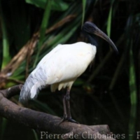 Birds (25)