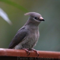 Birds (26)