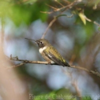 Birds (3)