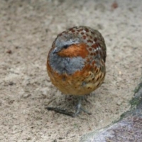 Birds (4)