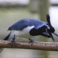 Birds (5)