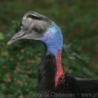 Birds (6)