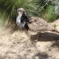 Birds (7)