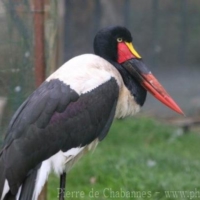 Birds (8)
