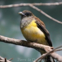 Birds (9)
