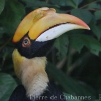 Bucerotiformes (1)