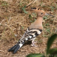 Bucerotiformes (2)