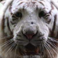 Carnivores (7)